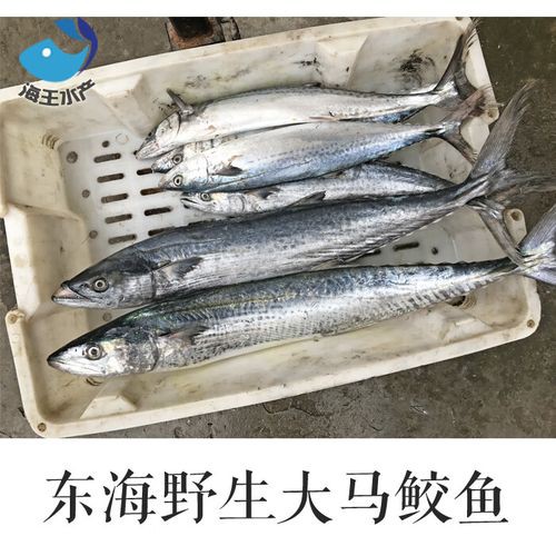 海王金龍魚 海王金龍魚 龍魚百科 第2張