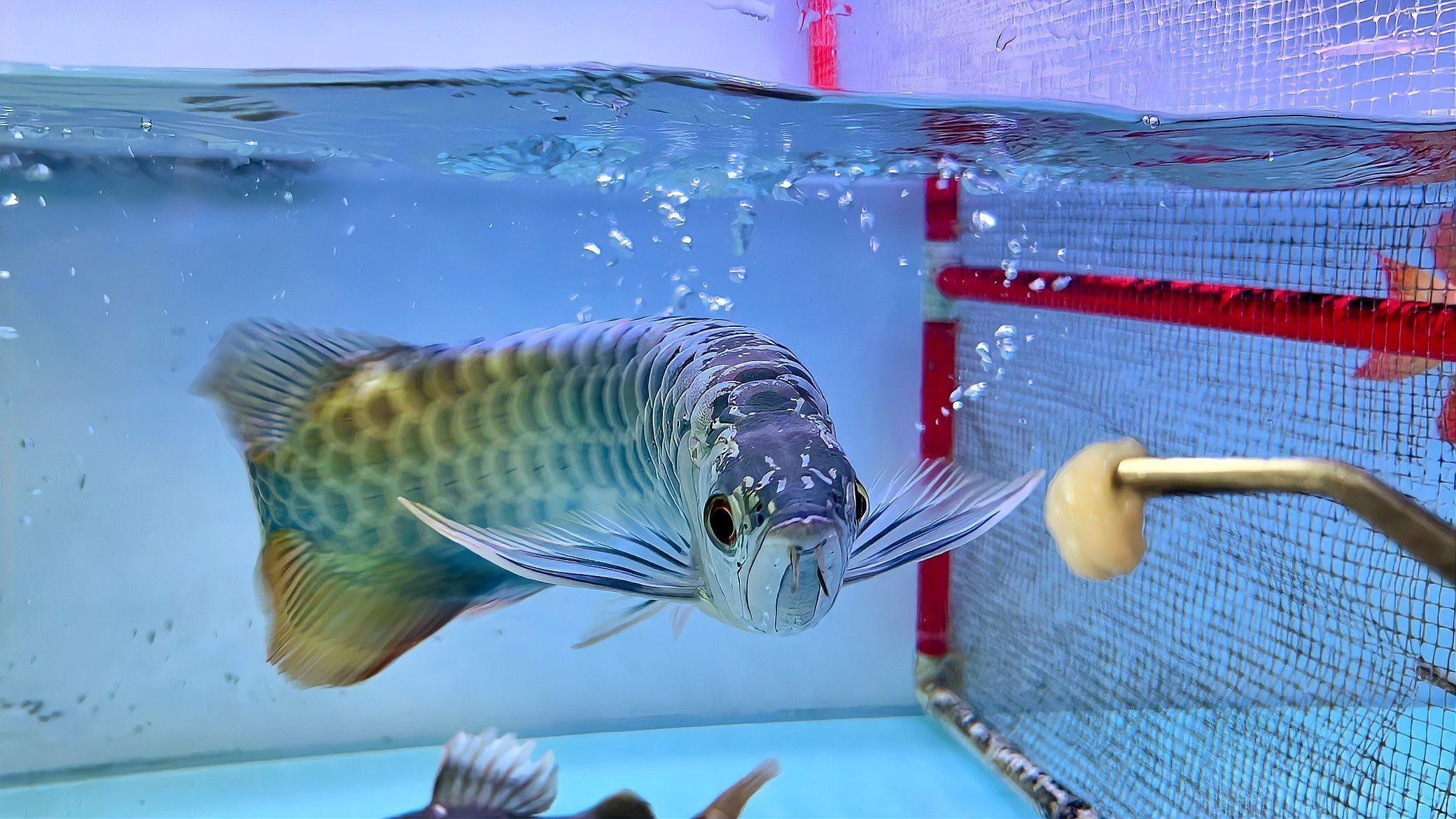 海王金龍魚 海王金龍魚 龍魚百科 第10張
