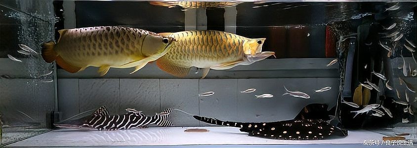 龍魚兩年能長多大