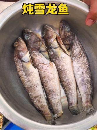 雪龍魚怎么做的視頻教程 雪龍魚怎么做的視頻教程 龍魚百科 第2張