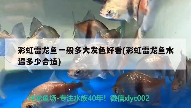 彩虹雷龍魚(yú)一般多大發(fā)色好看(彩虹雷龍魚(yú)水溫多少合適)