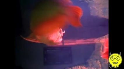 紅龍魚吃草魚肉：紅龍魚可以吃草魚肉嗎？