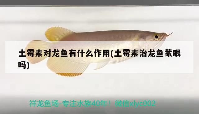 龍魚食用土霉素：關于龍魚食用土霉素的詳細介紹