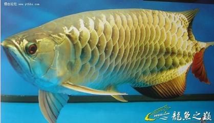 龍魚一年能長多大：不同種類龍魚一年內(nèi)可能的增長情況