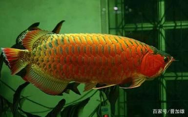 龍魚一年能長多大：不同種類龍魚一年內可能的增長情況