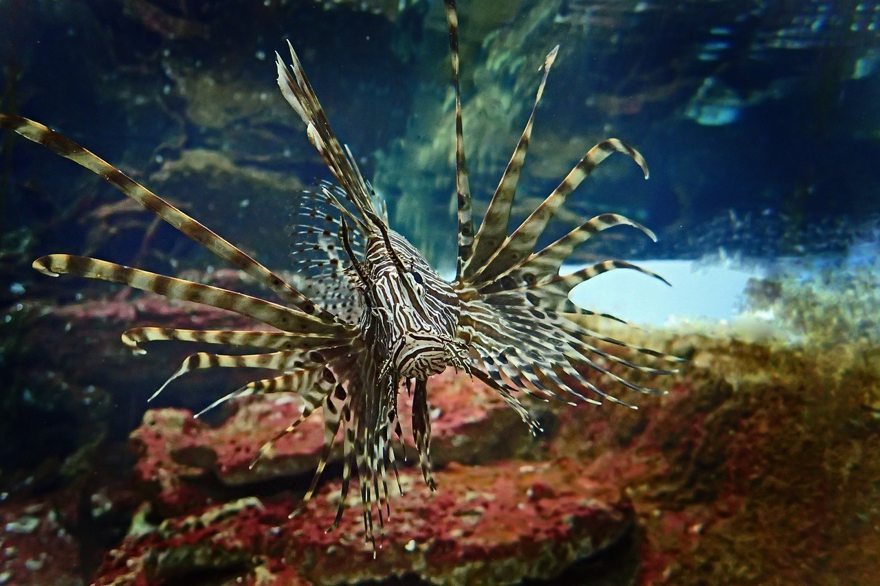 金州區友誼街道斗魚閣水域體驗館 金州區友誼街道斗魚閣水域體驗館 全國水族館企業名錄 第3張