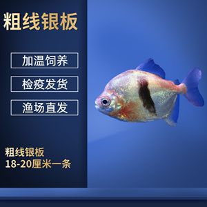 銀板魚換水操作指南：銀板魚換水的具體操作步驟