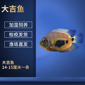 銀板魚換水操作指南：銀板魚換水的具體操作步驟