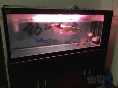 銀板魚換水操作指南：銀板魚換水的具體操作步驟