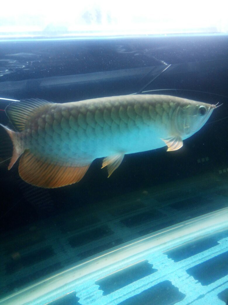 金龍魚發色后還能再變深嗎？ 金龍魚發色后還能再變深嗎？ 龍魚百科 第5張