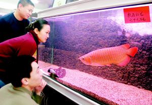 中國天價龍魚排行榜十大名貴觀賞魚排行榜及價格：中國天價龍魚排行榜前十名金龍魚十大名貴觀賞魚排行榜 中國天價龍魚排行榜十大名貴觀賞魚排行榜及價格：中國天價龍魚排行榜前十名金龍魚十大名貴觀賞魚排行榜 龍魚百科