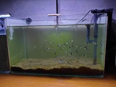 魚苗飼養環境優化方案，優化魚苗生長速度和健康水平提高魚苗生長速度和健康水平 魚苗飼養環境優化方案，優化魚苗生長速度和健康水平提高魚苗生長速度和健康水平 龍魚百科 第3張