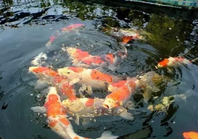 魚苗飼養環境優化方案，優化魚苗生長速度和健康水平提高魚苗生長速度和健康水平 魚苗飼養環境優化方案，優化魚苗生長速度和健康水平提高魚苗生長速度和健康水平 龍魚百科 第4張