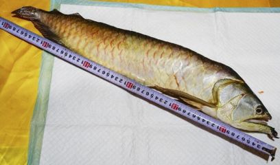 金龍魚每天都要喂嗎：金龍魚的喂食頻率固定不變，而是取決于金龍魚的生長階段