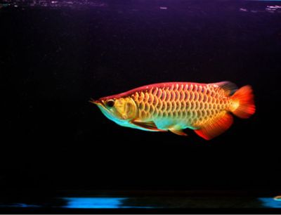 金龍魚吃小蝦好還是小魚好：小蝦和小魚都是首選食物360問答金龍魚吃什么小魚好 金龍魚吃小蝦好還是小魚好：小蝦和小魚都是首選食物360問答金龍魚吃什么小魚好 龍魚百科 第1張