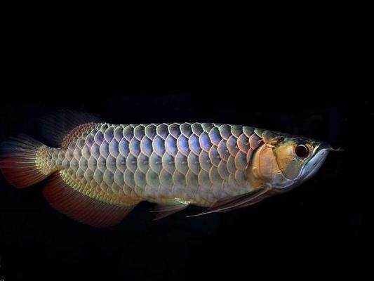 什么龍魚好看又不貴：如何選擇一種好看又不貴的龍魚 什么龍魚好看又不貴：如何選擇一種好看又不貴的龍魚 龍魚百科 第4張