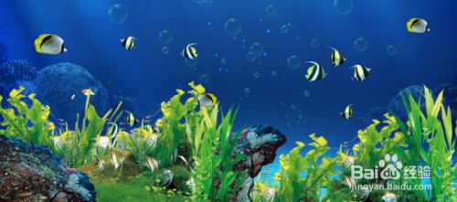 清遠市清城區新城景致水族館（清遠市清城區新城景致水族館電話）