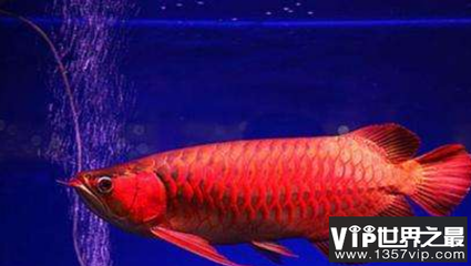 鸚鵡魚和銀龍魚混養(yǎng)怎樣喂食 奇臺縣文博四季花卉水族館(奇臺縣文博四季花卉水族館電話) 全國水族館企業(yè)名錄 奇臺縣文博四季花卉水族館(奇臺縣文博四季花卉水族館電話) 奇臺縣文博四季花卉水族館(奇臺縣文博四季花卉水族館電話) 全國水族館企業(yè)名錄
