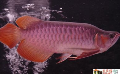 養龍魚要注意什么細節：養龍魚需要注意什么細節