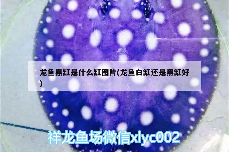 大慶市龍鳳區菩溏花店