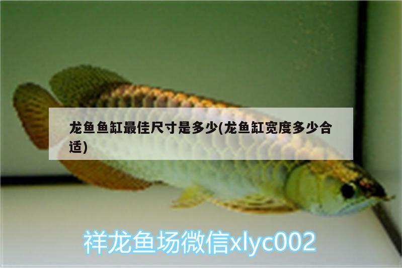 大慶市龍鳳區菩溏花店
