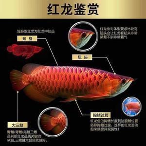 龍魚苗怎么分金紅（區分金龍魚苗和紅龍魚苗和紅龍魚苗的特征以及其他一些細節）