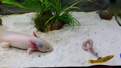 龍魚吃蚯蚓有什么作用：龍魚吃蚯蚓有什么作用嗎？