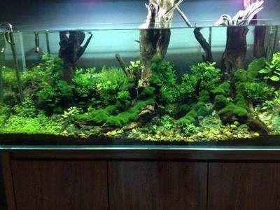洛陽市吉利區樂魚水族館(洛陽市吉利區樂魚水族館電話)
