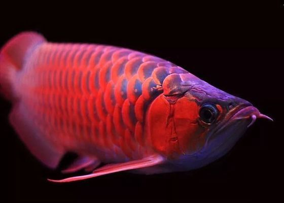 龍魚眼外蒙多久能好：龍魚的眼外蒙多久能好