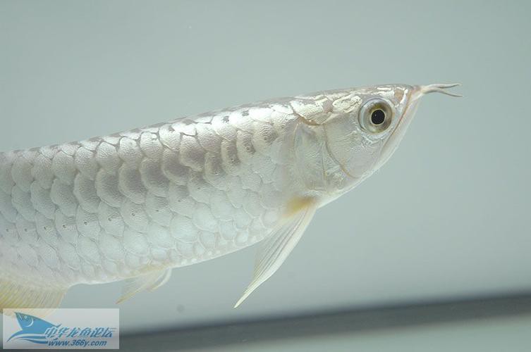 白色的龍魚上古