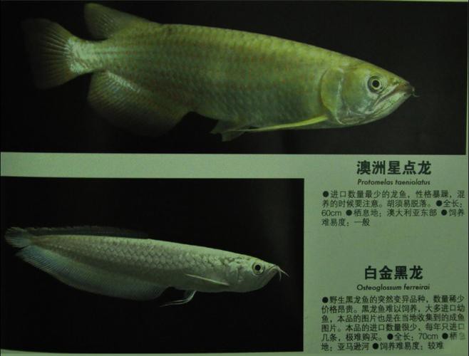 白色的龍魚上古
