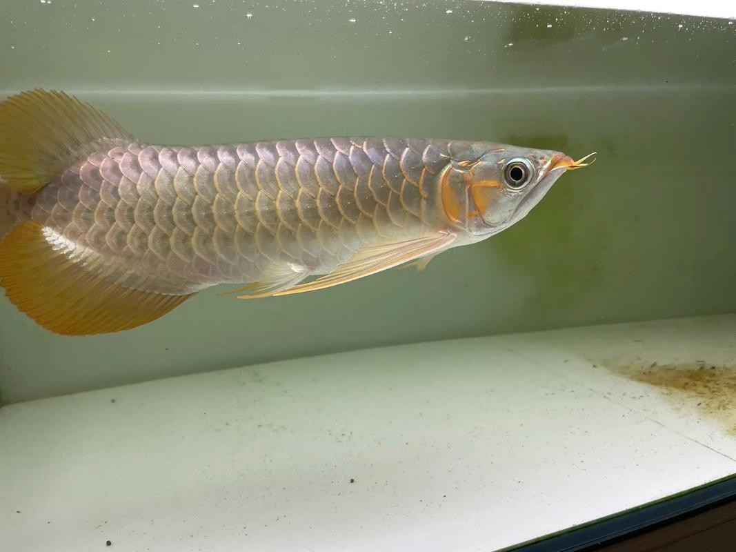 龍魚黑缸圖片欣賞大全