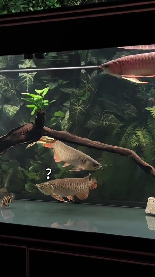 龍魚黑缸圖片欣賞大全