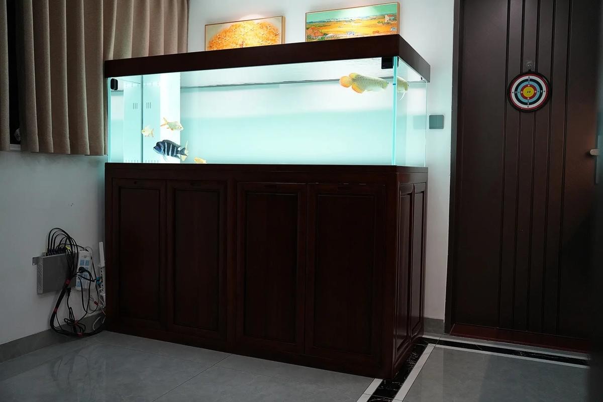 龍魚黑缸圖片欣賞大全