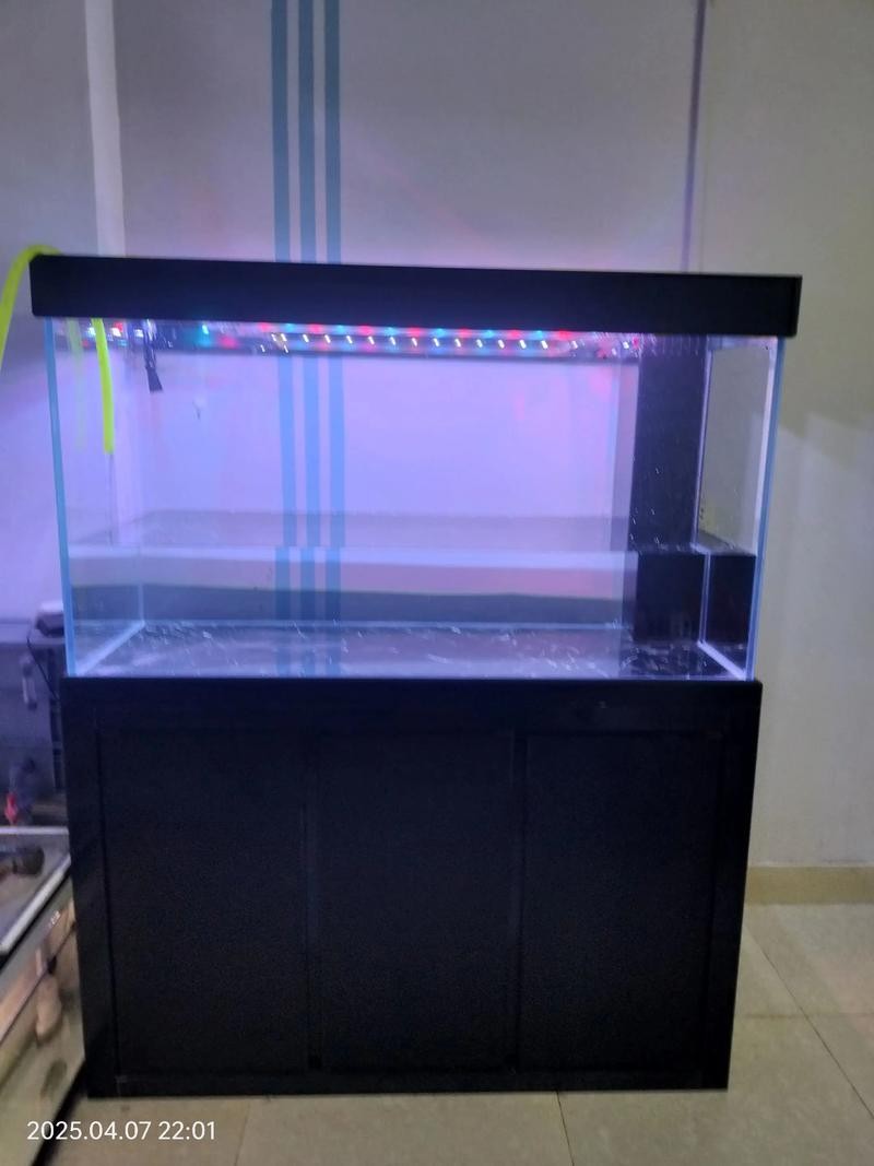 龍魚黑缸圖片欣賞大全