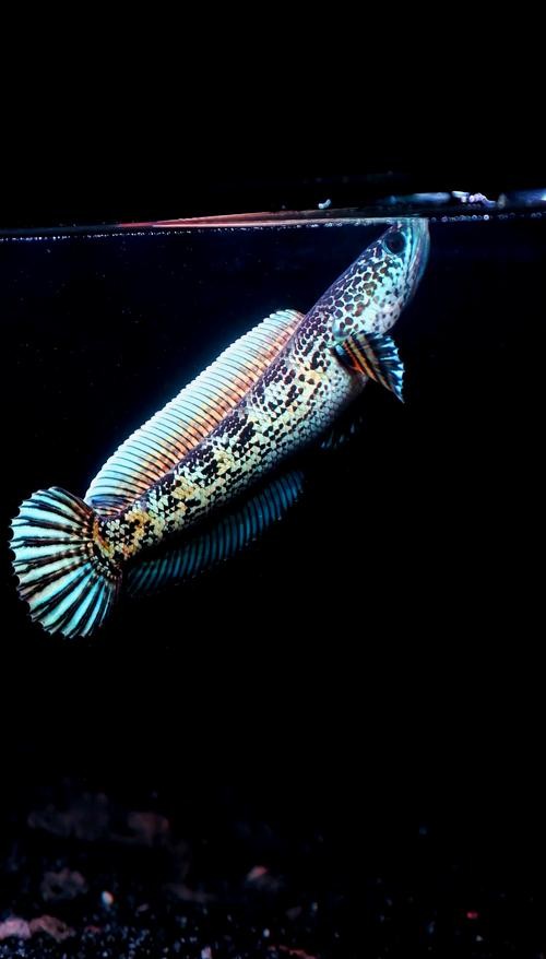 龍魚黑缸圖片欣賞大全