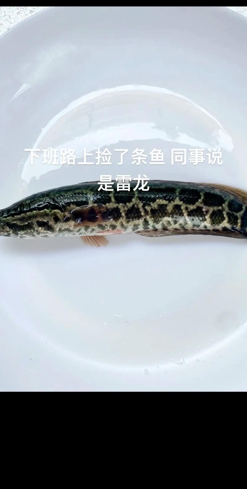 龍魚黑缸圖片欣賞大全