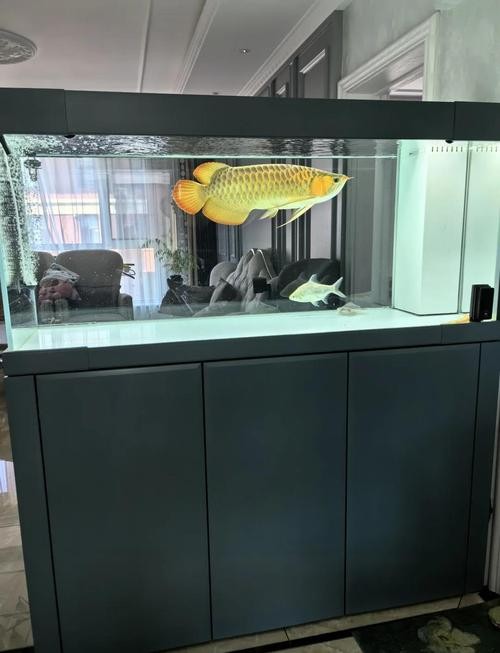 龍魚黑缸圖片欣賞大全