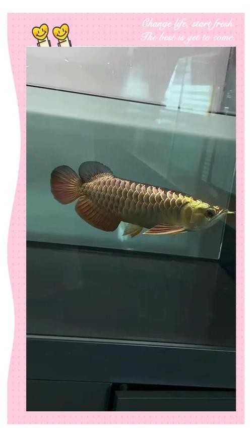 龍魚黑缸圖片欣賞大全