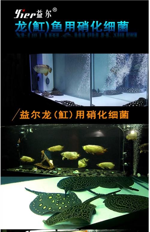 龍魚黑缸圖片欣賞大全