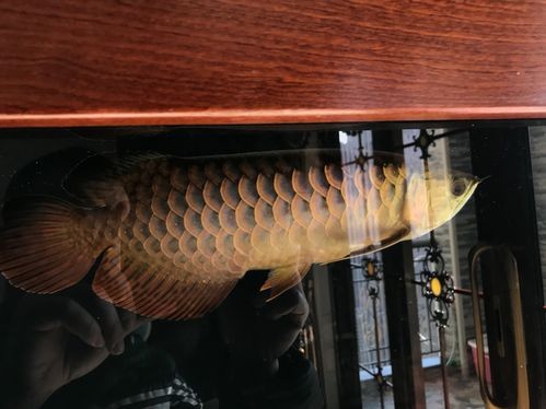 龍魚黑缸圖片欣賞大全