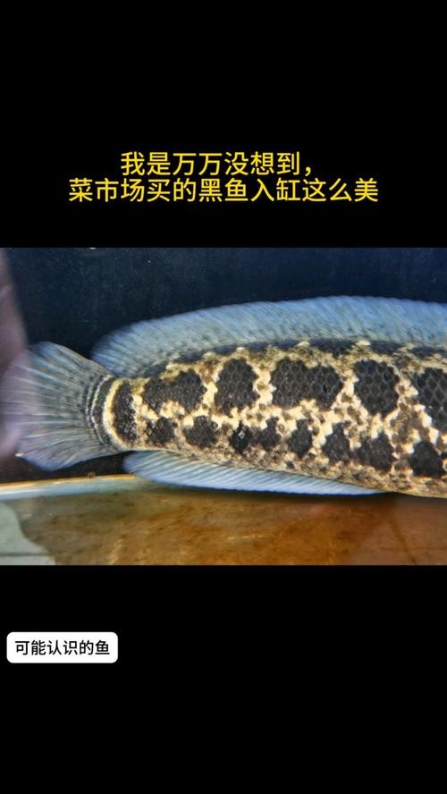龍魚黑缸圖片欣賞大全