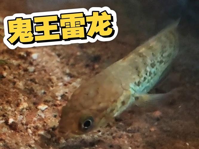 龍魚黑缸圖片欣賞大全
