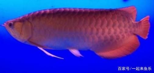 紅龍魚發色要幾年（紅龍魚什么時候發色紅龍魚發色持續多久） 紅龍魚發色要幾年（紅龍魚什么時候發色紅龍魚發色持續多久） 龍魚百科 第5張