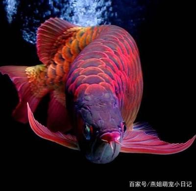 紅龍魚發色要幾年（紅龍魚什么時候發色紅龍魚發色持續多久） 紅龍魚發色要幾年（紅龍魚什么時候發色紅龍魚發色持續多久） 龍魚百科 第4張
