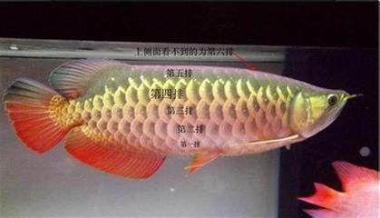 5斤金龍魚多少錢（“5斤金龍魚”價格查詢金龍魚價格多少錢一條）