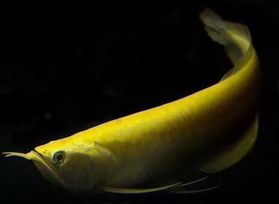 全球龍魚十大名牌排行榜