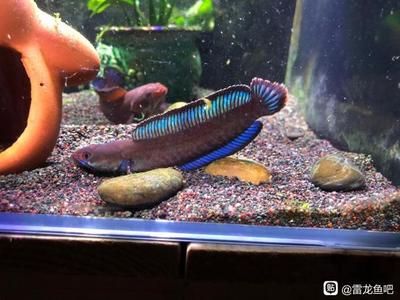 龍魚(yú)游的時(shí)候尾巴往上翹（龍魚(yú)游動(dòng)時(shí)尾巴上翹可能由多種原因引起，可能是多種原因引起）