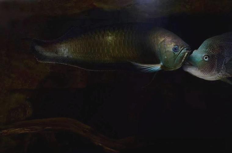 點金龍魚圖片