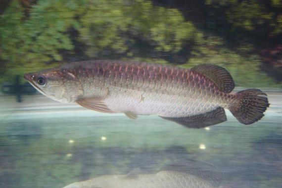 點金龍魚圖片